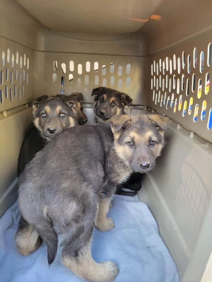 Foster puppy