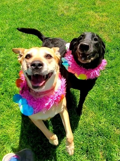Happy rescue dog