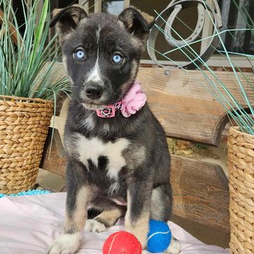 Kona
