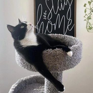 Mr. Mow Mow