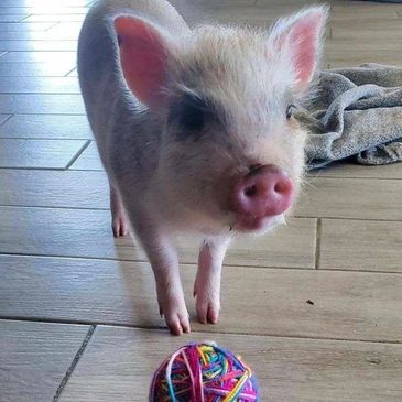 Piglet